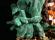 Photo 4/4 : Malachite sur azurite