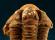 Photo 3/3 : Trilobite et son empreinte